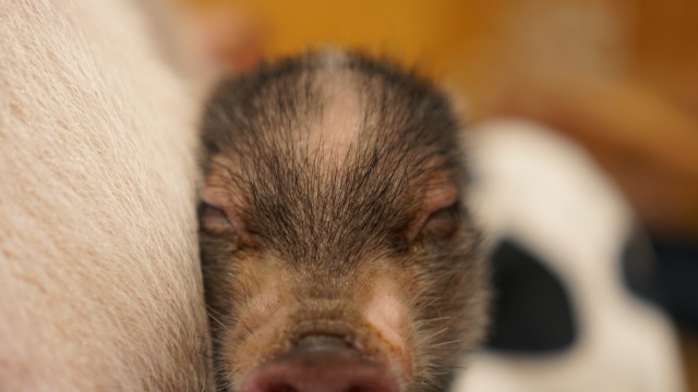mipig café(マイクロブタカフェ)鎌倉店が鎌倉駅近くにオープン予定